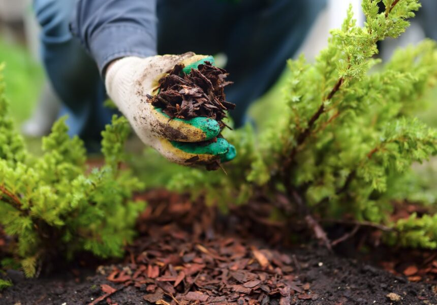 Low Maintenance Landscaping