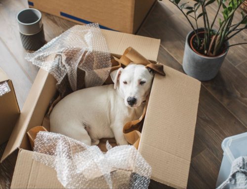 Prepping Your Pet For a Move